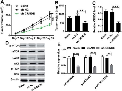 Knockdown Of Crnde In Xenograft Tumor In Vivo Cal27 Cells 10 Â 10 7