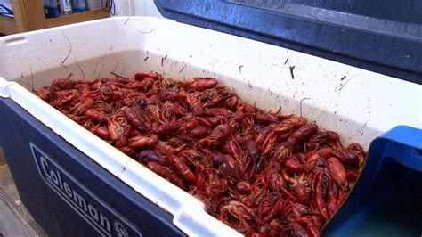 What To Expect Before You Start Peeling Back Those Crawfish Shells