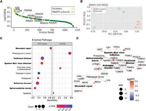 Co Localized Proteins With Rnapii In Vcp Mutant And Control Neural