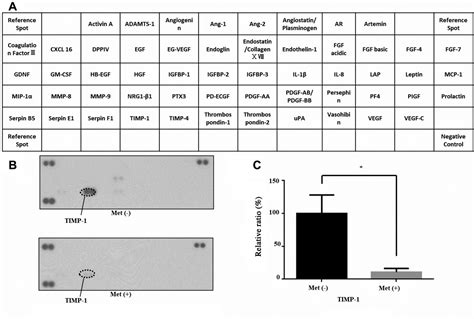 Metformin Inhibits Proliferation And Tumor Growth Of Qgp Pancreatic