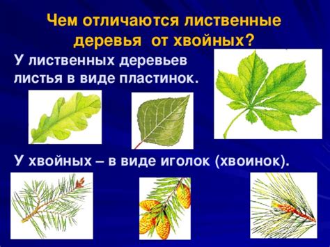 Чем отличается дерево от древесины: Чем отличаются лиственница от ...