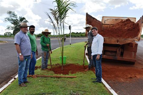 Prefeitura realiza plantio de três espécies de palmeiras em avenidas de