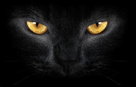 Wallpaper yellow eyes, black cat, wild, yellow eyes, Black cat, wild ...