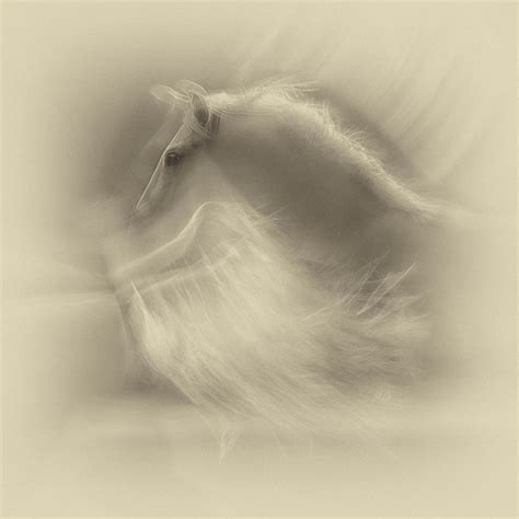 Weiß auf Weiß - Milan Malovrh als Kunstdruck oder Gemälde.