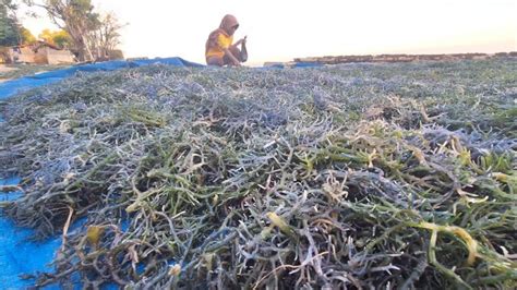 Sumenep Targetkan Produksi Rumput Laut Ribu Ton Kabar Madura