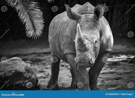 White Rhino Profile Royalty Free Stock Photography CartoonDealer