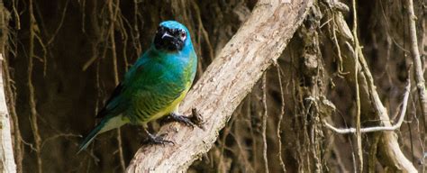 Peru Bird-watching Holidays | Geodyssey