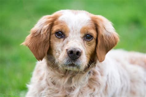 Форман – Притулок для безхатніх тварин "В добрі руки"