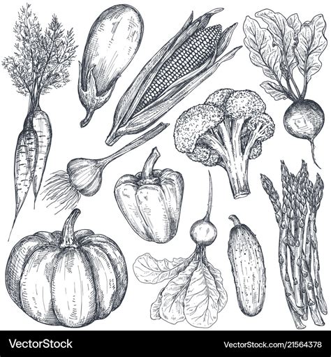 Vegetable Sketch