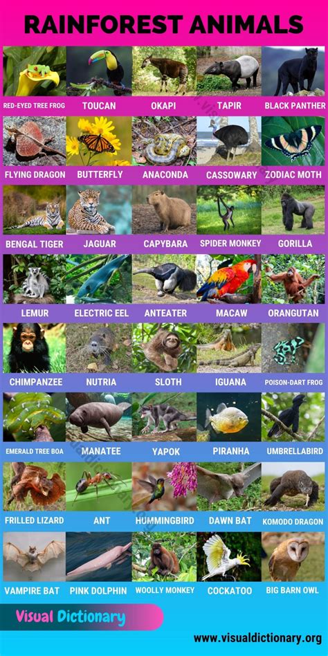 Rainforest Animals List Of Animals - Inge Regine