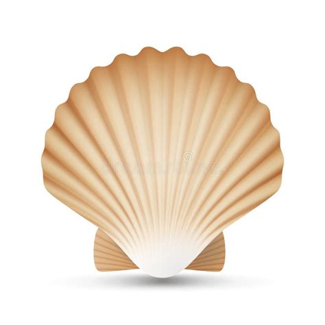 Scallop Seashell Vector Realistic Sea Shell Close Up Isolated On