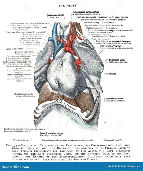 Coronary Arteries Anatomy Netter