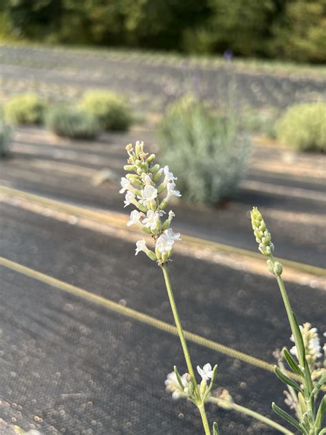 Ellagance Snow Lavender Seeds Lavandula Angustifolia Great Lakes