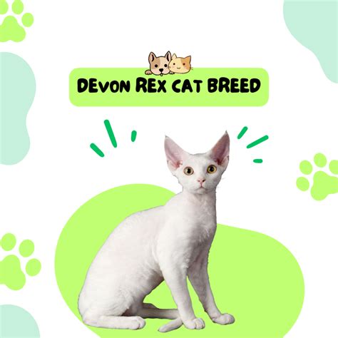 DEVON REX CAT BREED – Remedies For Pets