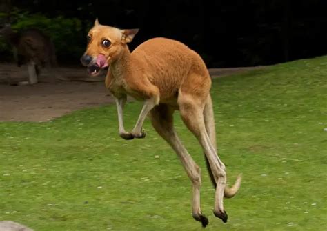 A kangaroo + my dog = : HybridAnimals