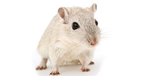 How To Get Rid Of Mice In Walls | NJ Pest Control