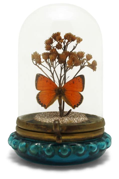 Butterfly In Victorian Glass Dome Glass Domes Wit Butterflies Made To Order With Butterflies Of