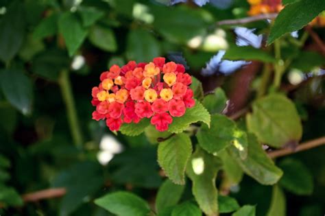 Lantana camara - Изображение особи - Плантариум