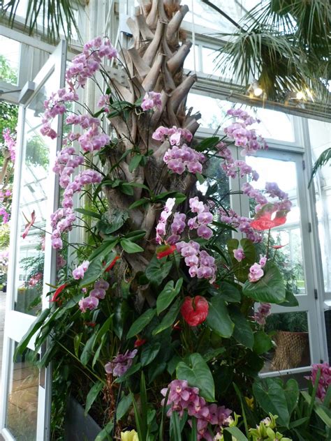 The Orchid Show at the New York Botanical Garden - FineGardening