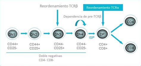 Desarrollo De La Célula T En El Timo British Society For Immunology