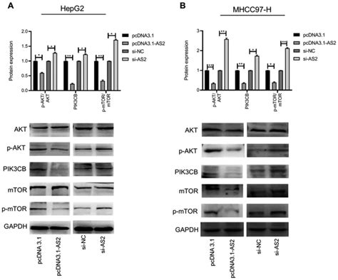 Long Non‑coding Rna Adamts9‑as2 Inhibits Liver Cancer Cell