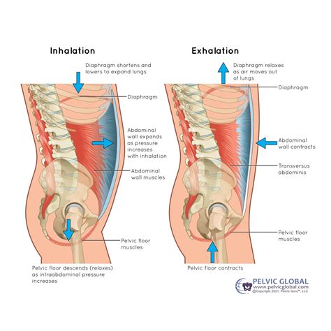 Diaphragm Breathing Diagram