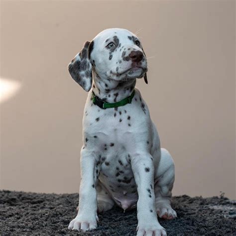 Available Puppies | Beautiful Dalmatian Puppies for sale ...