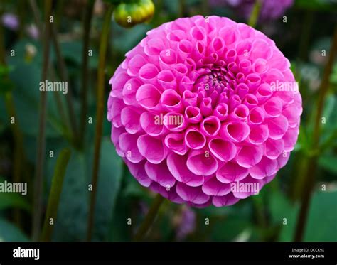 Bright Pink Pom Pom Or Dahlia Flower In The Garden Sir Richard Stock