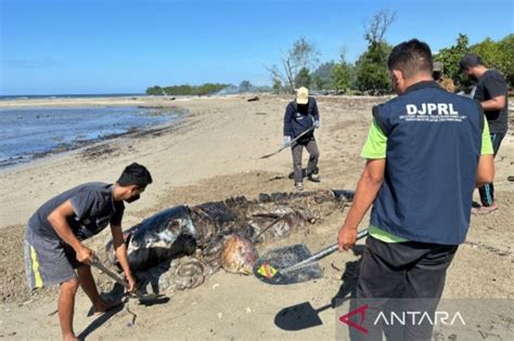 Kkp Tangani Mamalia Laut Terdampar Di Laut Sawu Antara News Kupang