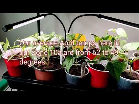 Shade Garden Cleanup Seedling Updates Zone 10A YouTube