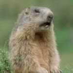 Alan Gopher Meme Generator - Imgflip