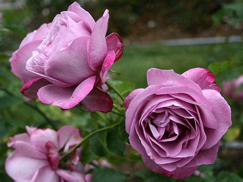 Hybrid Tea Rose Garden