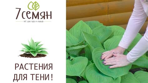 ПЯТЬ РОСКОШНЫХ ЦВЕТОВ ДЛЯ ТЕНИСТЫХ УЧАСТКОВ! - YouTube
