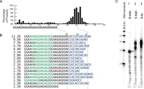 Figure 3 From 3 End Additions By T7 Rna Polymerase Are Rna Self Templated Distributive And