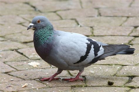 Pigeon