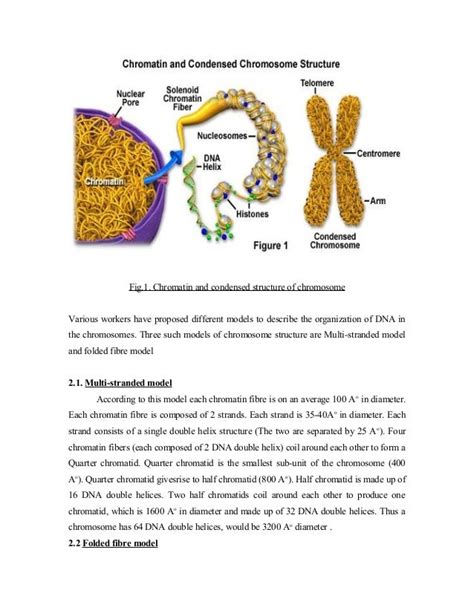 STRUCTURE AND ORGANIZATION OF CHROMATIN