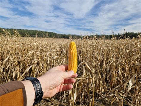 Mais Ernte In Der Agrargenossenschaft Teichel Eine Premiere