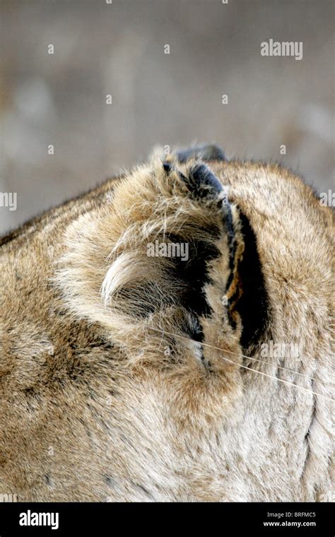 Lion ear - close-up (wild Stock Photo - Alamy