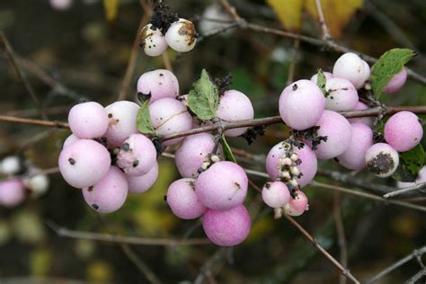 Free Images Nature Branch Blossom Fruit Flower Dawn Food