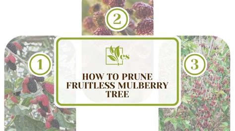 How to Prune Fruitless Mulberry Tree: A Step-by-Step Guide - Evergreen ...