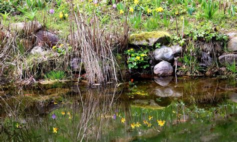 Flowers Pond Reflection Free Photo On Pixabay