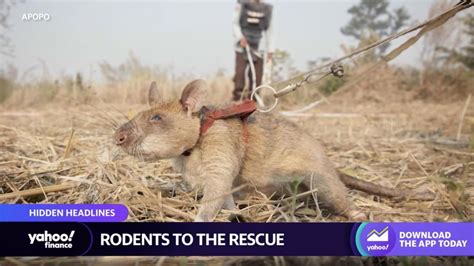 Trained rats to help first responders search for survivors in disaster zones [Video]