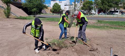 Plantan M S De Mil Rboles En El Mes De Octubre Noticias Chihuahua