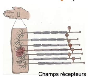 NEUROANAT Chap 3 Neuroanatomie Des Fonctions Sensorielles Cartes