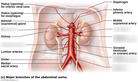 Abdomen Arteries Diagram Quizlet