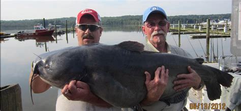 James River Catfishing Guide Guide Service For Blue Catfish On The