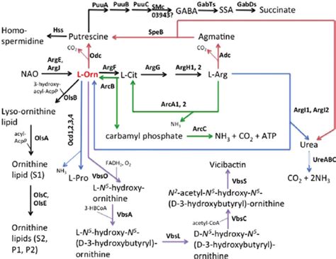 Abbreviated scheme for the utilization of ornithine in the biosynthesis ...