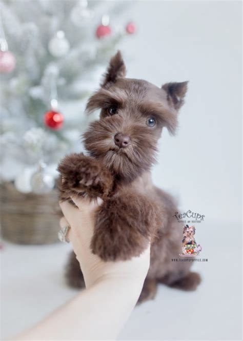 Micro Teacup Schnauzer