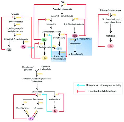 Nine Essential Amino Acids Biosynthesis Leading To Lysine Lys Download Scientific Diagram