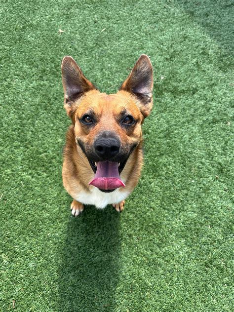 prairie paws animal shelter 7